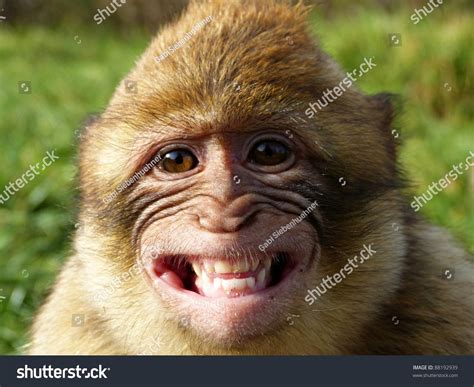 images of monkeys smiling|monkey smiling at camera.